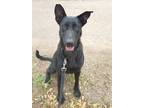 Adopt Sophie a Black Shepherd (Unknown Type) / Labrador Retriever / Mixed dog in