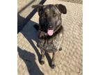 Adopt Mack a Black - with Brown, Red, Golden, Orange or Chestnut Shepherd