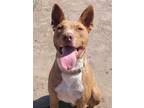 Adopt Tracker a Red/Golden/Orange/Chestnut - with White Cattle Dog / American