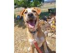 Adopt Papaya a Tan/Yellow/Fawn - with White Hound (Unknown Type) / American