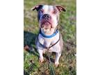 Adopt Samson a Gray/Silver/Salt & Pepper - with White Boxer / American Pit Bull
