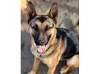 Adopt Mojo a Black - with Tan, Yellow or Fawn German Shepherd Dog / Mixed dog in