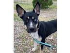 Adopt Nova a Husky / Mixed dog in Yreka, CA (38264533)