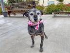 Adopt DORA a Black Miniature Schnauzer / Mixed dog in Tustin, CA (41446654)