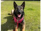 Adopt ELIZA a Dutch Shepherd / Mixed dog in Tustin, CA (41469931)