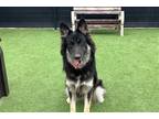 Adopt MIA a Black German Shepherd Dog / Siberian Husky / Mixed dog in Tustin