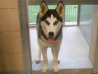 Adopt MIYA a Black Siberian Husky / Mixed dog in Tustin, CA (41469928)