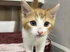 Adopt STARFISH a Orange or Red Domestic Mediumhair / Mixed (medium coat) cat in