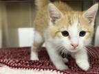 Adopt PEARL a Orange or Red Domestic Mediumhair / Mixed (medium coat) cat in