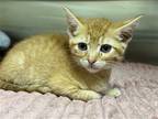 Adopt CHEDDAR a Orange or Red Domestic Mediumhair / Mixed (medium coat) cat in