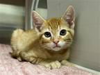 Adopt CHEESE PUFF a Orange or Red Domestic Mediumhair / Mixed (medium coat) cat