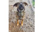 Adopt Emerald a Tan/Yellow/Fawn - with Black Mixed Breed (Medium) / Mixed dog in