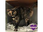 Adopt Spooky a Calico or Dilute Calico Domestic Shorthair / Mixed (short coat)