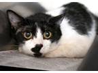 Adopt Alita #15308 a Black & White or Tuxedo Domestic Shorthair (short coat) cat