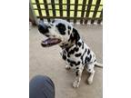 Adopt Jackson a White - with Black Dalmatian / Mixed dog in Covington