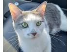 Adopt Tiffany a Domestic Shorthair / Mixed cat in San Diego, CA (41426674)