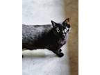 Adopt Jaden a All Black Domestic Shorthair / Mixed (short coat) cat in Hilton