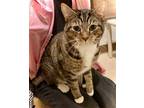 Adopt Teddy a Brown Tabby Domestic Shorthair / Mixed (short coat) cat in Flint