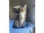Adopt Tess a Brown Tabby Domestic Shorthair / Mixed (short coat) cat in Flint