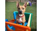 Adopt Bruce a Terrier (Unknown Type, Small) / Shepherd (Unknown Type) / Mixed
