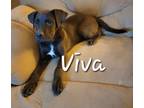 Adopt Viva a Labrador Retriever / Mixed dog in Columbia, IL (41466914)