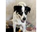 Adopt Vixen a Pointer / Hound (Unknown Type) / Mixed dog in Columbia