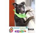 Adopt Reese a American Staffordshire Terrier / Labrador Retriever / Mixed dog in