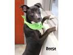 Adopt Reese a American Staffordshire Terrier / Labrador Retriever / Mixed dog in