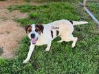 Adopt Duke a Brown/Chocolate - with White Mixed Breed (Medium) / Mixed dog in