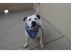 Adopt Gordo a White - with Black American Pit Bull Terrier / Mixed dog in