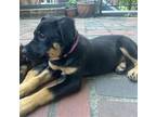Adopt Rosie Ruby a Black - with Tan, Yellow or Fawn Shepherd (Unknown Type) /