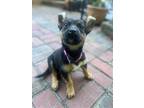 Adopt Remi Ruby a Black - with Tan, Yellow or Fawn Shepherd (Unknown Type) /