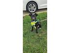 Adopt Monk Holly a Black - with White American Pit Bull Terrier / Mixed dog in