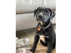 Adopt Tux a Black Cane Corso / Rhodesian Ridgeback dog in Kelowna, BC (41293557)