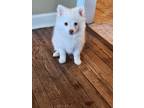Adopt Sky a White Pomeranian / Mixed dog in Grayslake, IL (41469875)