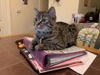Adopt Hela a Spotted Tabby/Leopard Spotted Tabby / Mixed (short coat) cat in