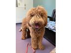 Adopt Hank a Golden Retriever / Mixed dog in Viroqua, WI (41461411)