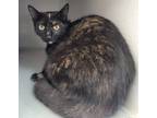 Adopt Birdie a Domestic Longhair / Mixed (short coat) cat in Viroqua
