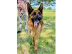 Adopt Xanna a German Shepherd Dog / Mixed dog in St. James, MN (41469874)