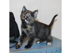 Adopt Limerick a Domestic Shorthair / Mixed (short coat) cat in St.