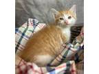 Adopt Smudge a Orange or Red Domestic Shorthair / Mixed cat in Rockwall