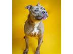 Adopt King - $75 Adoption Fee! Diamond Dog! a Brindle Pit Bull Terrier / Mixed