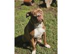 Adopt Tessa a Red/Golden/Orange/Chestnut Boxer / Retriever (Unknown Type) /