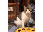 Adopt Plum a Gray or Blue (Mostly) Domestic Shorthair / Mixed (short coat) cat