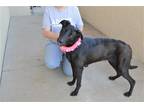 Adopt Ciara a Black Labrador Retriever / Mixed dog in McKinney, TX (41469845)