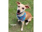 Adopt Kegan a Terrier (Unknown Type, Small) / Mixed dog in Gautier