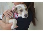 Adopt Taffeta a Tan/Yellow/Fawn - with White American Staffordshire Terrier /