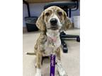 Adopt Lindsay a Tricolor (Tan/Brown & Black & White) Beagle / Terrier (Unknown