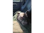 Adopt Diamond a Gray/Blue/Silver/Salt & Pepper American Pit Bull Terrier / Mixed