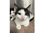 Adopt Percy a Domestic Shorthair / Mixed (short coat) cat in Jonesboro